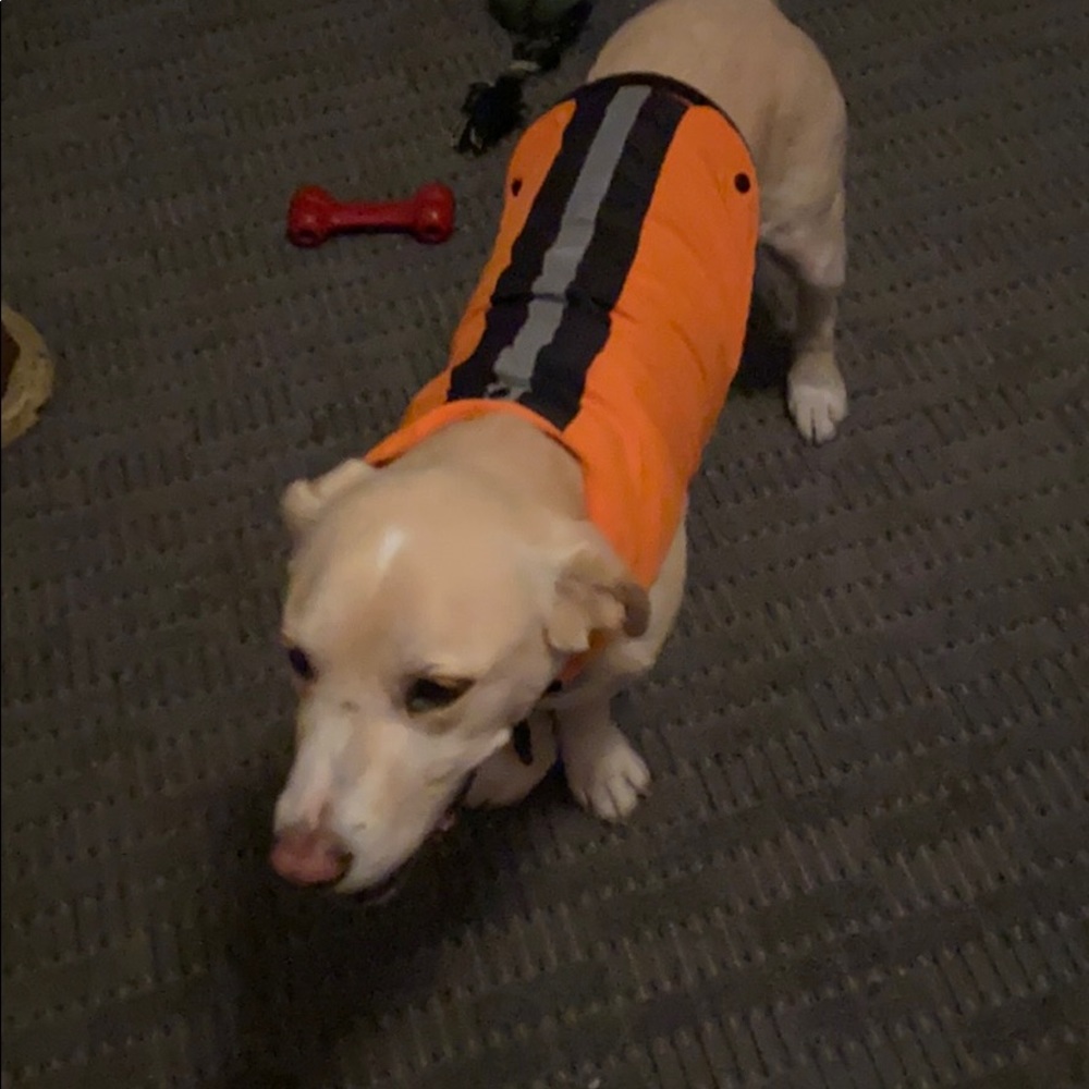 Dog coat.  Size large.